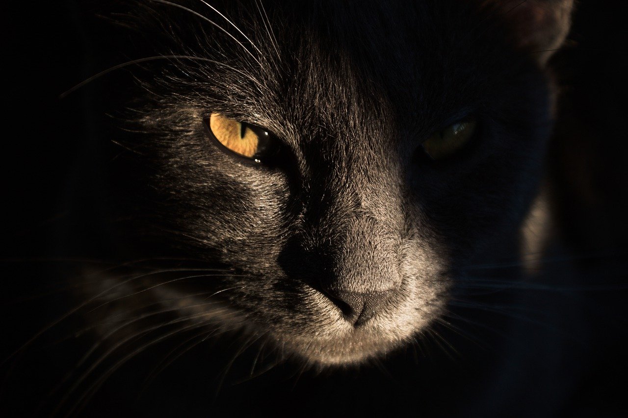 The Unique Features of Scottish Fold Cats